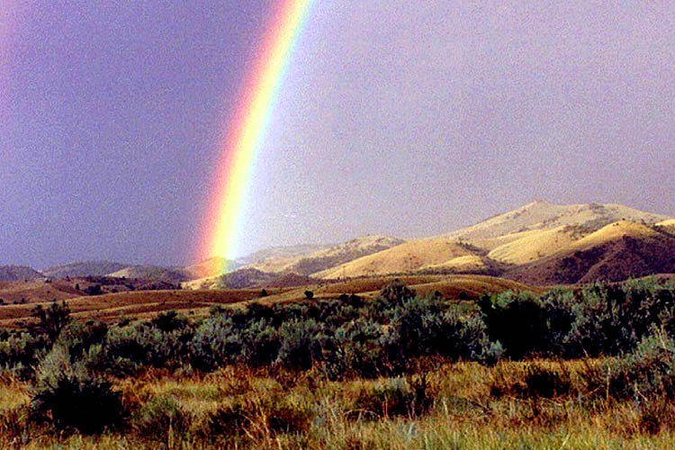 Montana rainbows copy.jpg (102829 bytes)